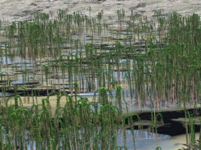 In Cina si trova la più grande foresta fossile mai scoperta