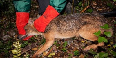 Catturato in natura il primo sciacallo dorato: ...