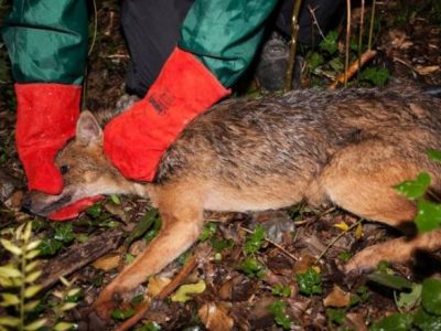 Catturato in natura il primo sciacallo dorato: è stato dotato di radiocollare