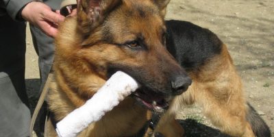 Ventimiglia: sequestrato grosso carico di marij...