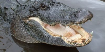 Il coccodrillo Jack ritrovato in pineta. Sarà r...