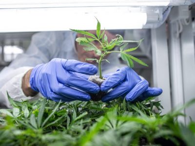 La cannabis legale nel video di Vasco Rossi e gli usi in Italia