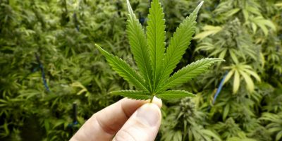 Bimbo ingerisce cannabis in casa: soccorso all&...