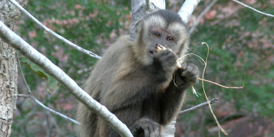 I cebi, la dieta e l’arte di scavare alla ricer...