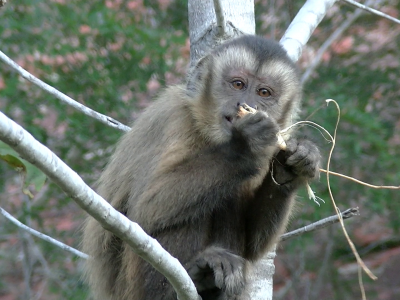 I cebi, la dieta e l’arte di scavare alla ricerca delle radici di rizotubero