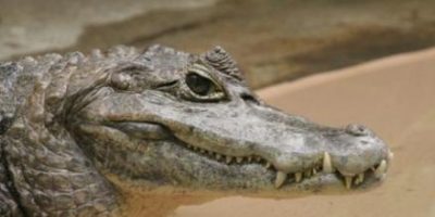 Un caimano sparisce dal circo, si sospetta il f...