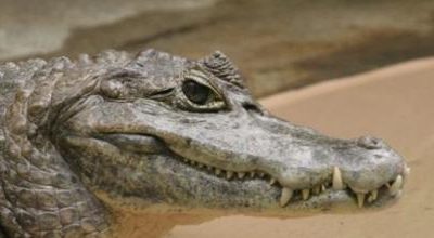 Un caimano sparisce dal circo, si sospetta il furto