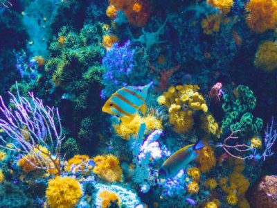 A Modena dal 3 al 6 settembre il congresso mondiale sui coralli