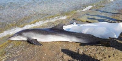È il morbillo la causa della morte dei delfini ...