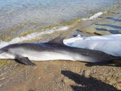 È il morbillo la causa della morte dei delfini in Toscana