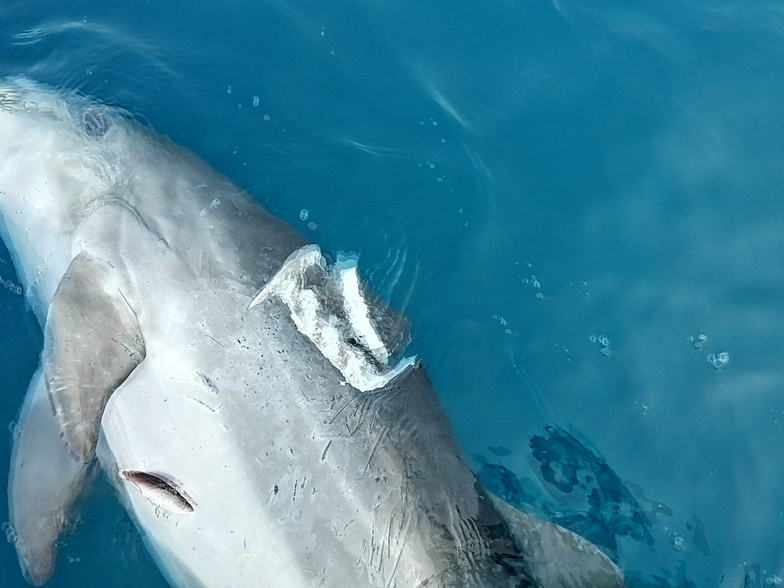 morbillo causa morte delfini