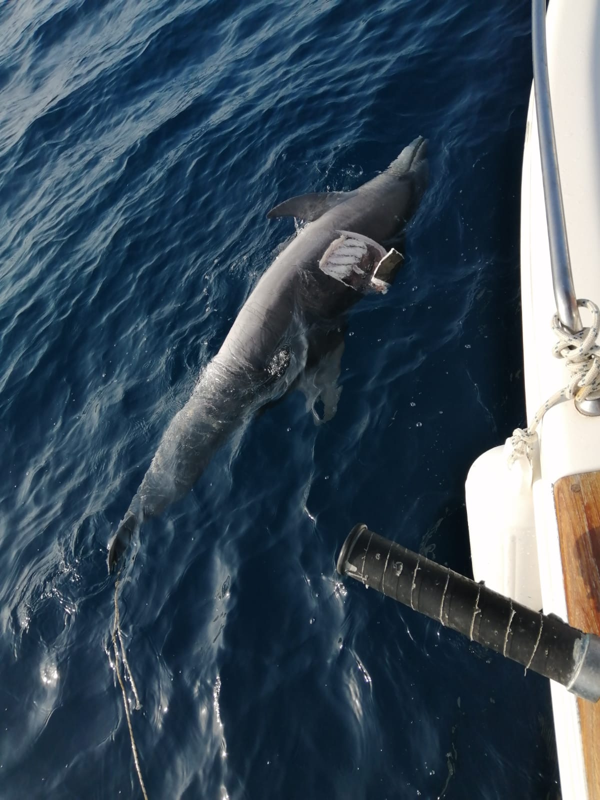 delfino morbillo causa morte