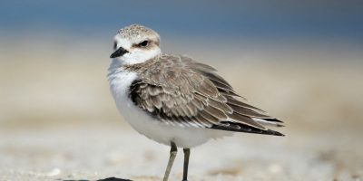 Molise, il paradiso dei Fratini è sulla Costa m...