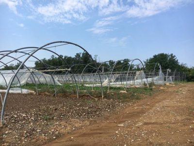 Maltempo: Coldiretti, serre scoperchiate e ortaggi distrutti