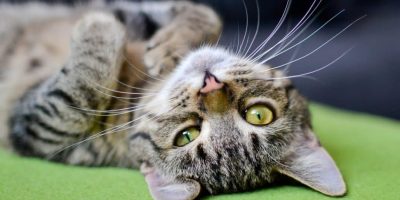 Allergia al pelo dei gatti? In arrivo il vaccin...