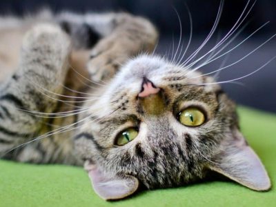 Allergia al pelo dei gatti? In arrivo il vaccino dalla Svizzera