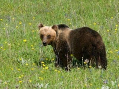 Orsa marsicana di 6 anni travolta e uccisa in Abruzzo