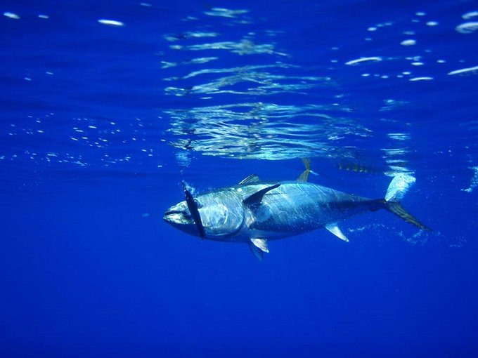 stop pesca adriatico