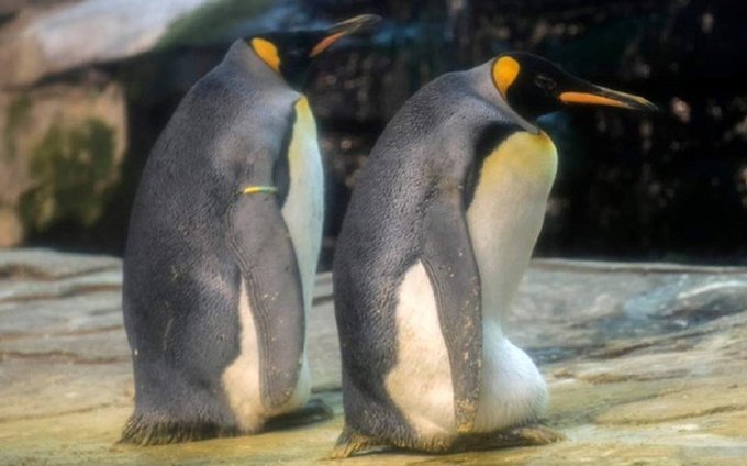 pinguini gay uovo