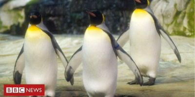 Zoo di Berlino: coppia di pinguini gay adotta u...