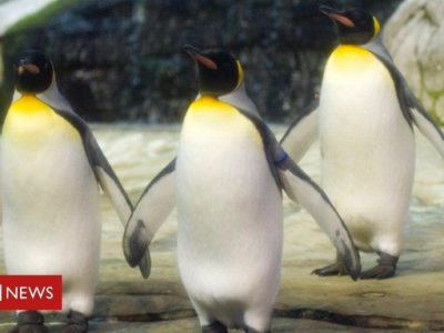 Zoo di Berlino: coppia di pinguini gay adotta uovo abbandonato