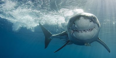 Safesharks, il progetto del Wwf per salvare gli...