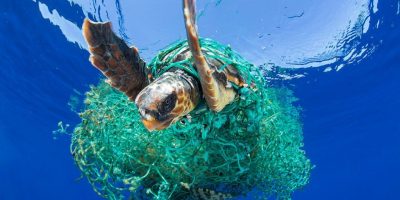 Oggi è il “Tartaday”, giornata per ...