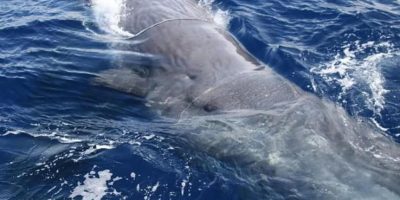 San Remo, avvistati tre capodogli al largo del ...