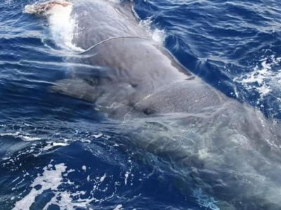 San Remo, avvistati tre capodogli al largo del Mar Ligure
