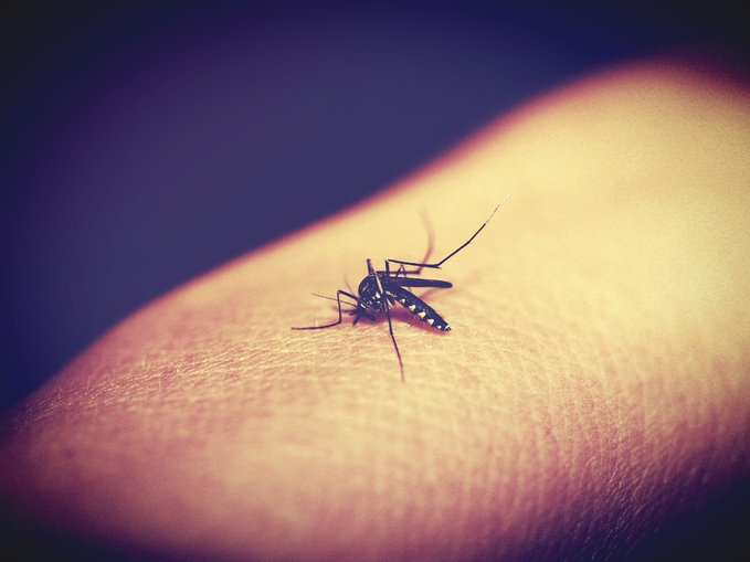 World Mosquito Day