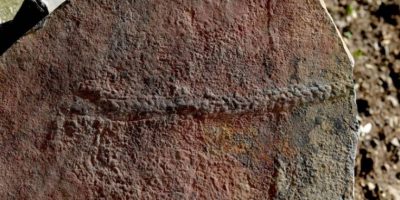 Scoperte tracce di un animale vissuto 550 milio...