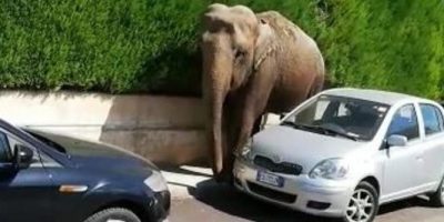 In Puglia, elefante scappa da circo e passeggia...