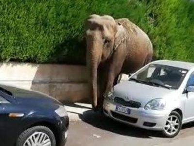 In Puglia, elefante scappa da circo e passeggia tra le auto: il video