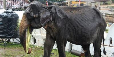 E’ morta Tikiri, simbolo dei   maltrattam...