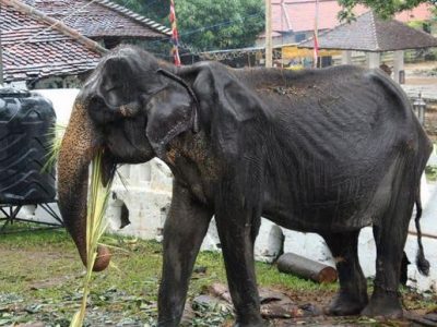 E’ morta Tikiri, simbolo dei   maltrattamenti animali nel mondo