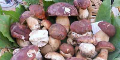 A Borgo Val di Taro, funghi porcini protagonist...
