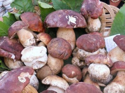 A Borgo Val di Taro, funghi porcini protagonisti dal 13 settembre