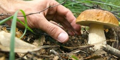 Grazie alle piogge, boom di funghi al Nord: il ...