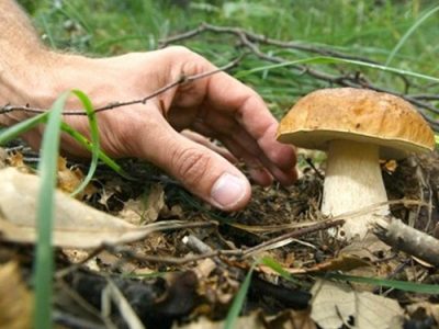 Grazie alle piogge, boom di funghi al Nord: il raccolto sale del 50%
