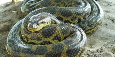 Anaconda, il serpente entrato nella leggenda