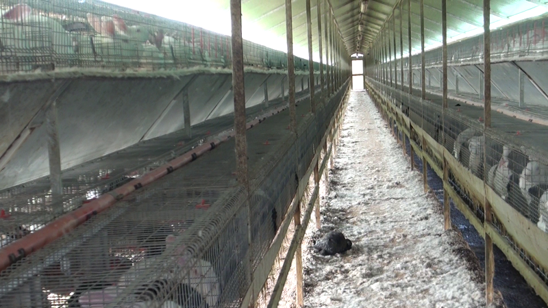 animali in gabbia, Lav