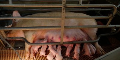 Stop agli animali da allevamento nelle gabbie