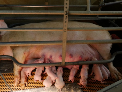 Stop agli animali da allevamento nelle gabbie