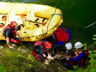Piccolo capriolo salvato dalle acque della cascata delle Marmore