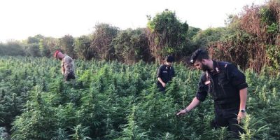 Scoperta coltivazione di 780 piante di marijuan...