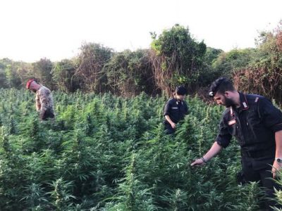 Scoperta coltivazione di 780 piante di marijuana, due arresti