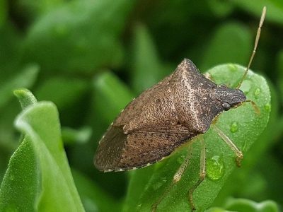 Caldo, Coldiretti: non solo zanzare, è sos cimici nei campi