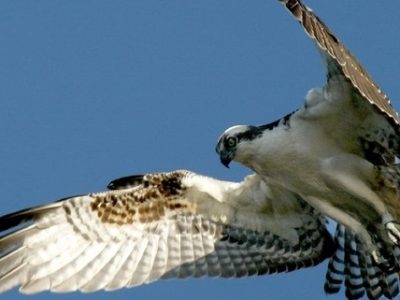 Associazioni animaliste: denuncia e ricompensa per falco ferito