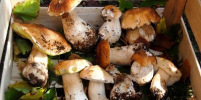 Funghi, raccolto superiore del 50% in tutta l&#...