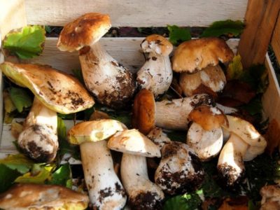 Funghi, raccolto superiore del 50% in tutta l’ Italia del Nord